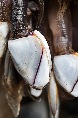 Barnacles at Low Tide by Robert Potts Barnacles at Low Tide by Robert Potts