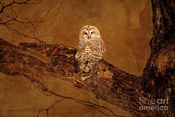 Barred Owl by Alana Ranney Barred Owl by Alana Ranney