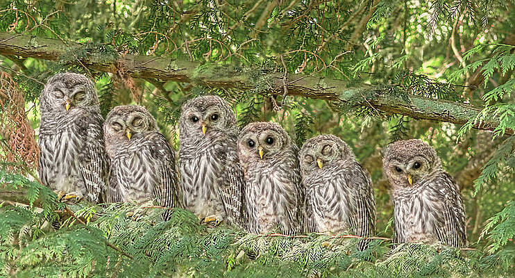 Wall Art - Photograph - Barred Owlets Nursery by Jennie Marie Schell