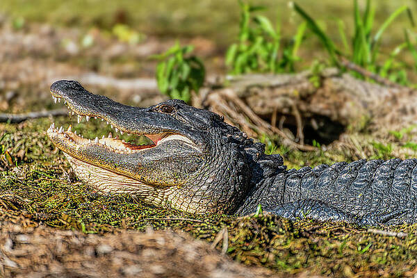 Basking Alligator by Charles LeRette Basking Alligator by Charles LeRette