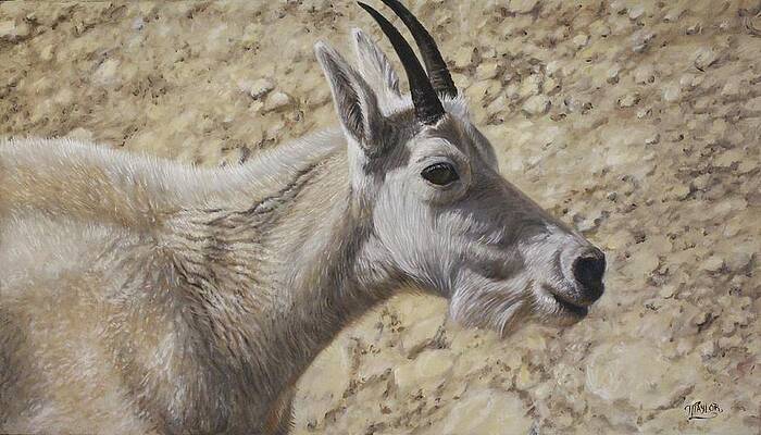 Basking In The Light by Tammy Taylor Basking In The Light by Tammy Taylor