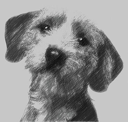 Wall Art - Digital Art - Basset Fauve de Bretagne Dog by Snap N Piks