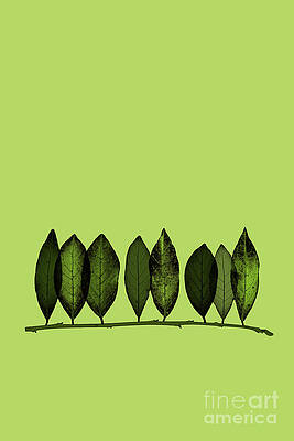 Bay leaves all in a row by Clayton Bastiani Bay leaves all in a row by Clayton Bastiani