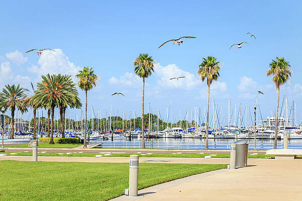 https://render.fineartamerica.com/images/images-profile-flow/400/images/artworkimages/mediumlarge/3/bay-with-yachts-and-seagulls-in-st-petersburg-florida-usa-maria-kray.jpg