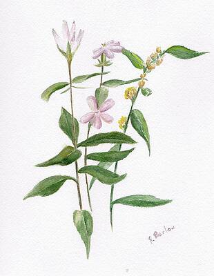 Beach Blossoms by Rachel Barlow Beach Blossoms by Rachel Barlow