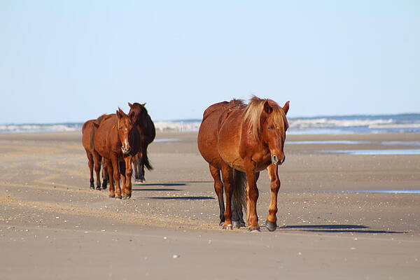 Beach Walk OBX by Jessica Viox