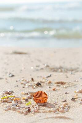 Beachcombing by Shannon Kelly Beachcombing by Shannon Kelly