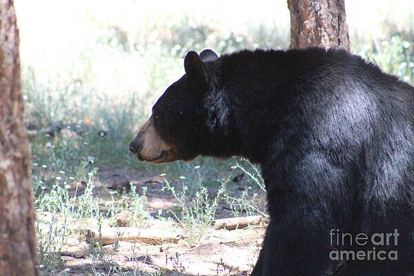 Wall Art - Photograph - Bear in Thought by Colleen Cornelius