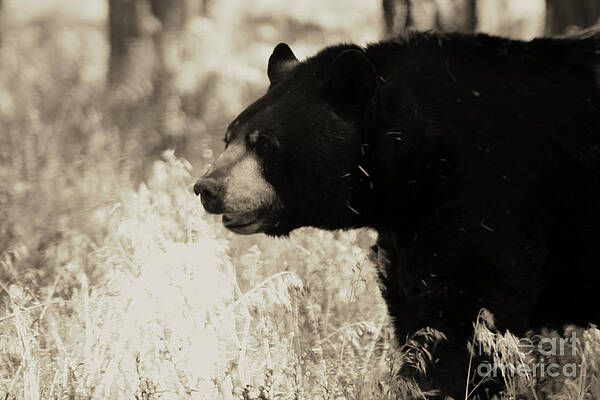 Bear Walking in Sepia - Arizona by Colleen Cornelius Bear Walking in Sepia - Arizona by Colleen Cornelius