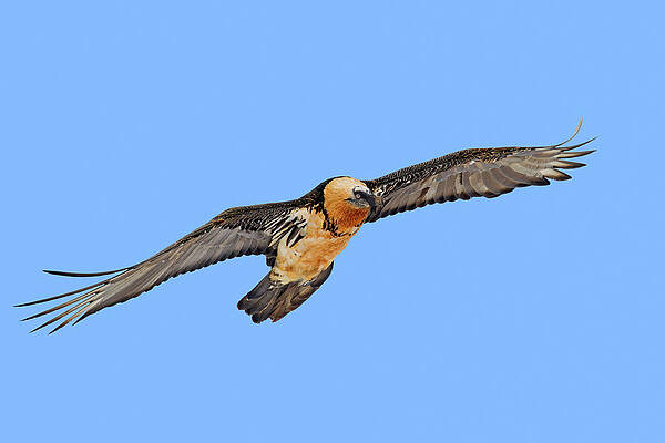 Wall Art - Photograph - Bearded Vulture in Flight by Arterra Picture Library