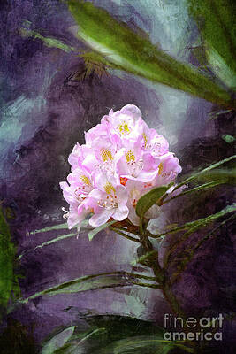 Beautiful Flower by Phil Perkins Beautiful Flower by Phil Perkins