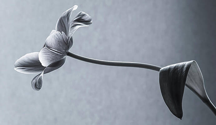 Beautiful Resilience by Maggie Terlecki Beautiful Resilience by Maggie Terlecki