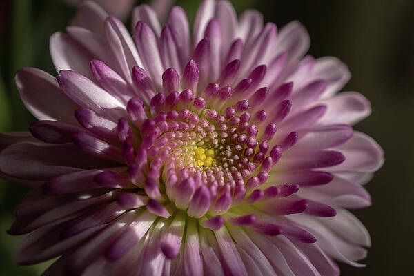 Beauty To Behold by Linda Howes Beauty To Behold by Linda Howes