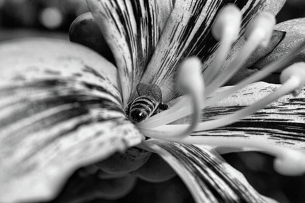 Bee Goes Deep by Robert Wilder Jr Bee Goes Deep by Robert Wilder Jr