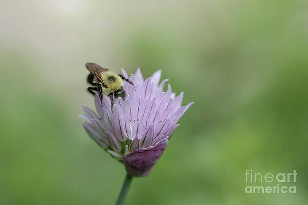 Bee on a Purple Chive Blossom by Diane Diederich Bee on a Purple Chive Blossom by Diane Diederich