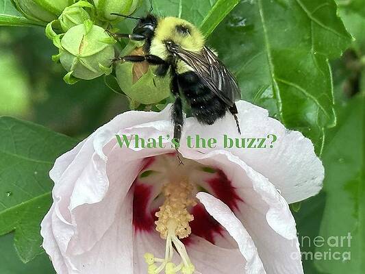 Wall Art - Photograph - Bee talk One by Catherine Wilson