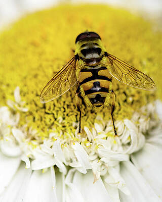 Bee Very Close by Rebecca Cozart Bee Very Close by Rebecca Cozart