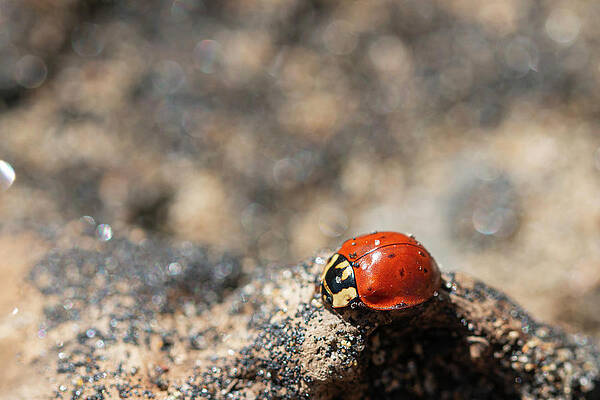 Beetle at the Beach by Vanessa Thomas Beetle at the Beach by Vanessa Thomas