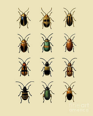 Wall Art - Digital Art - Beetle Chart by Madame Memento