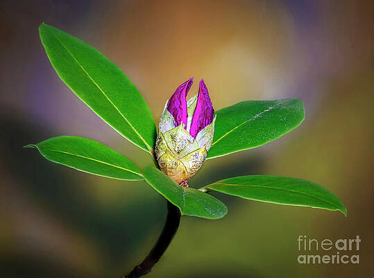 Beginning of the new life by Joseph Miko Beginning of the new life by Joseph Miko