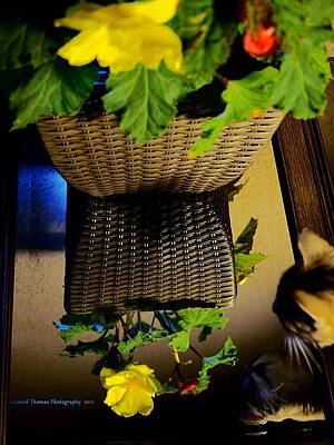 Begonia Cat Reflection by Richard Thomas Begonia Cat Reflection by Richard Thomas