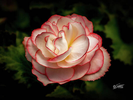 Begonia Glow by Rick Stringer Begonia Glow by Rick Stringer