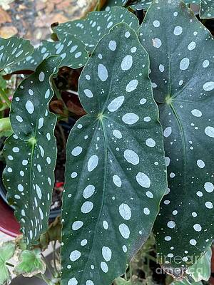 Begonia Maculata by Albert Massimi Begonia Maculata by Albert Massimi