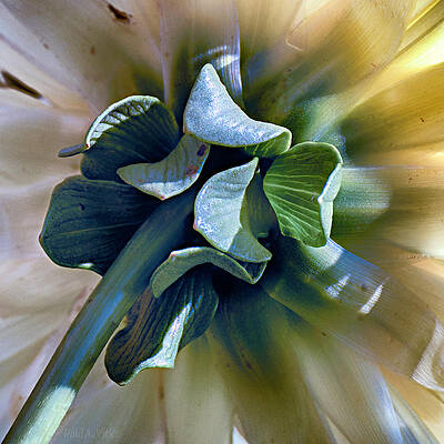 behind the flower head by Paul Vitko behind the flower head by Paul Vitko