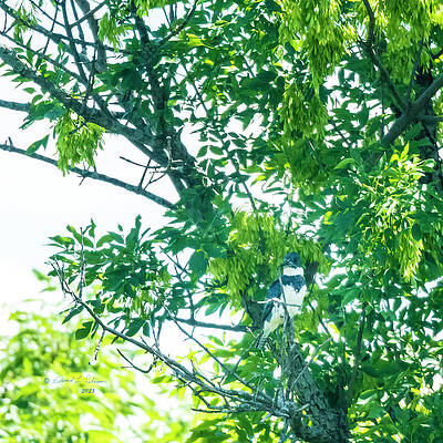 Belted Kingfisher Look Out by Edward Peterson Belted Kingfisher Look Out by Edward Peterson