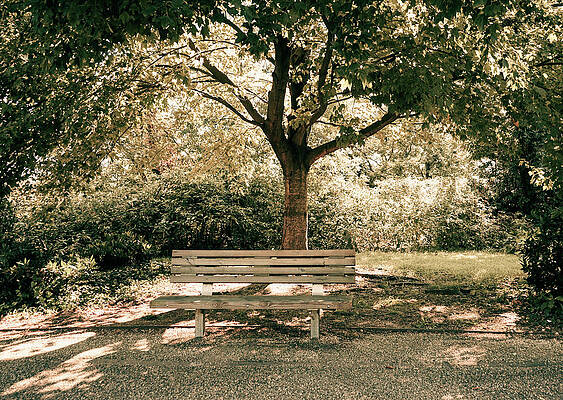 Bench Under Tree Canopy by Amy Sorvillo Bench Under Tree Canopy by Amy Sorvillo