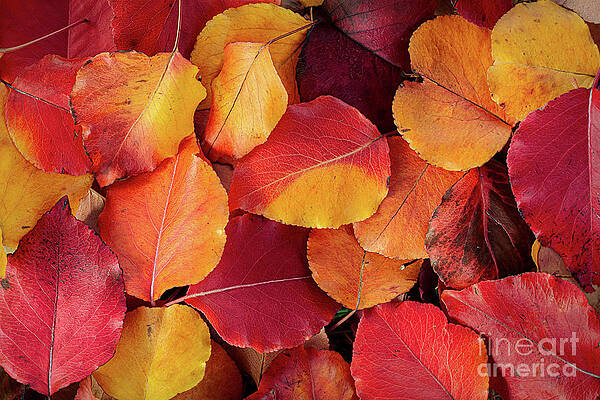Wall Art - Photograph - Beneath My Feet by Susan Warren