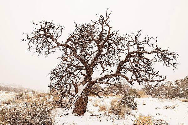 Canyonlands National Park Wall Art featuring the photograph Bent But Not Broken by Jon Snyder