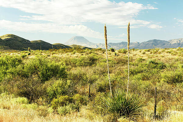 Wall Art - Photograph - Between Marathon and Big Bend-007-C by David Allen Pierson