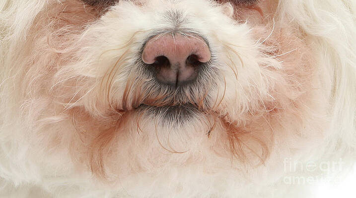 Bichon nose by Warren Photographic Bichon nose by Warren Photographic