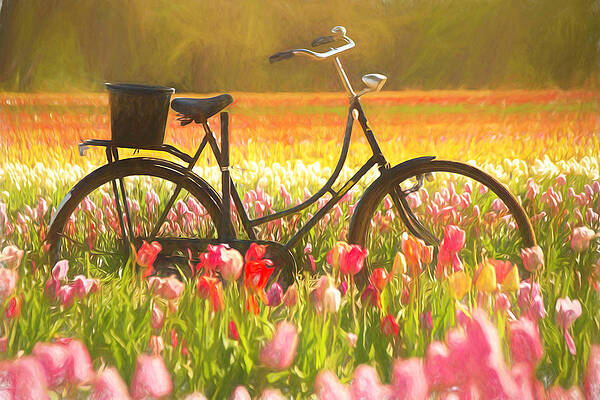 Bicycle in Tulip Field by Kristia Adams Bicycle in Tulip Field by Kristia Adams