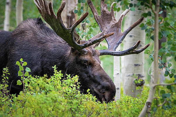 Wall Art - Photograph - Big Boy by Cory Milligan