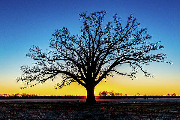 Big Oak Tree at Sunset by Harold Rau Big Oak Tree at Sunset by Harold Rau