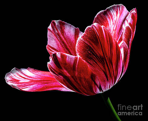 Billowing by Doug Norkum Billowing by Doug Norkum
