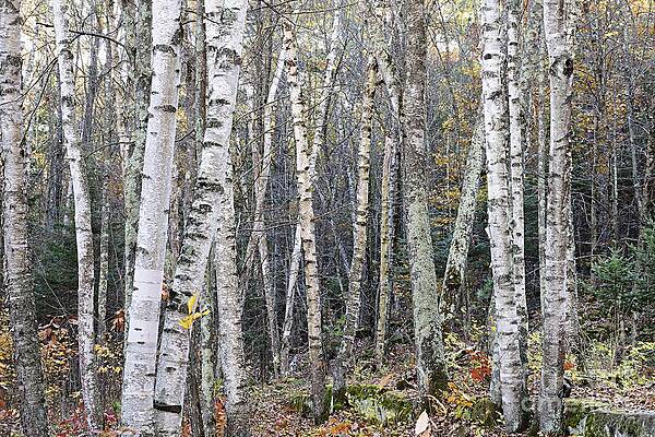 Birch Trees by Larry Ricker Birch Trees by Larry Ricker
