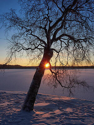 Birch with the sun by Jouko Lehto Birch with the sun by Jouko Lehto
