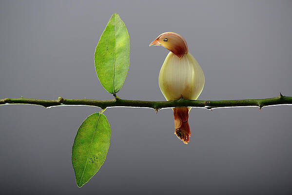 Bird Onion Garlic by Cacio Murilo De Vasconcelos Bird Onion Garlic by Cacio Murilo De Vasconcelos