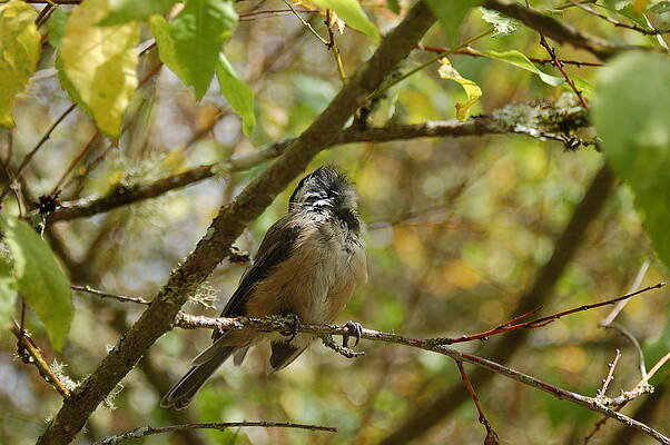 Bird Getting Shade in the Tree 4 by James Cousineau Bird Getting Shade in the Tree 4 by James Cousineau
