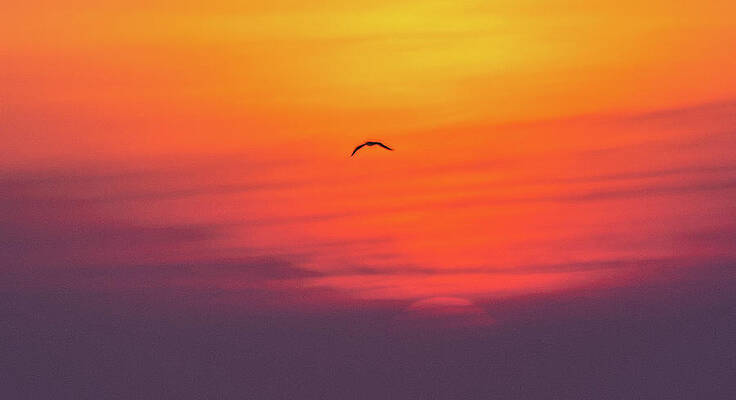 Bird in the Sunrise Wide Angle by Dathan Hylton