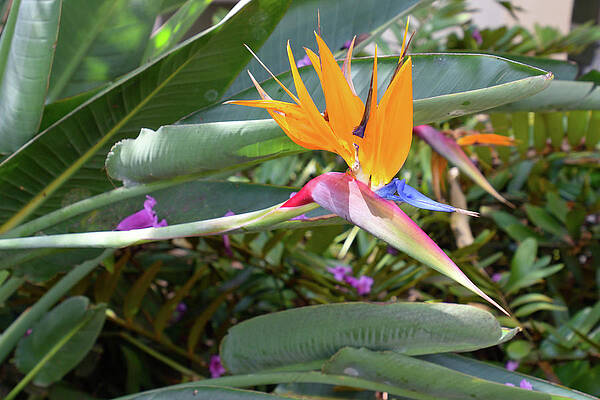 Wall Art - Photograph - Bird of Paradise by Christina McGoran