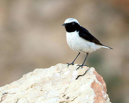 Wall Art - Photograph - Birds 16 by Eric Pengelly