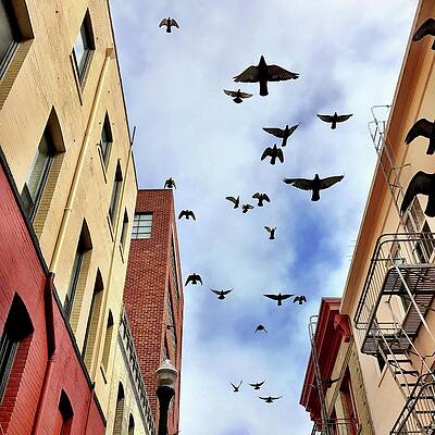Wall Art - Photograph - Birds Above by Julie Gebhardt