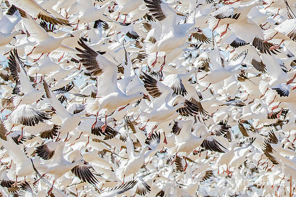 Birds Of A Feather, Flock Together by John Hartung ArtThatSmiles com Birds Of A Feather, Flock Together by John Hartung ArtThatSmiles com