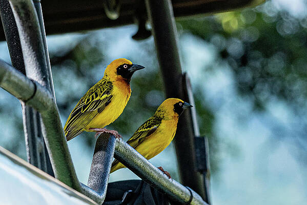 Birds of Africa - A Pair of Weavers - Tanzania, Africa by Jon Berghoff Birds of Africa - A Pair of Weavers - Tanzania, Africa by Jon Berghoff