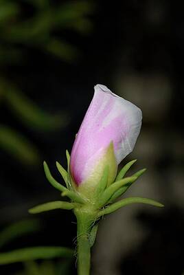 Birth of a Rose by Neil Jones