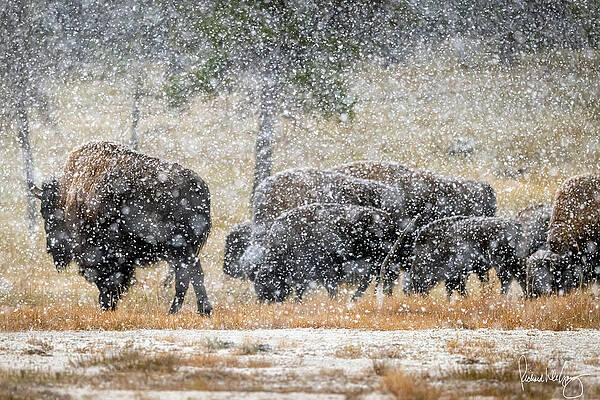 Wall Art - Photograph - Bison Blizzard - signed by Richard DeYoung